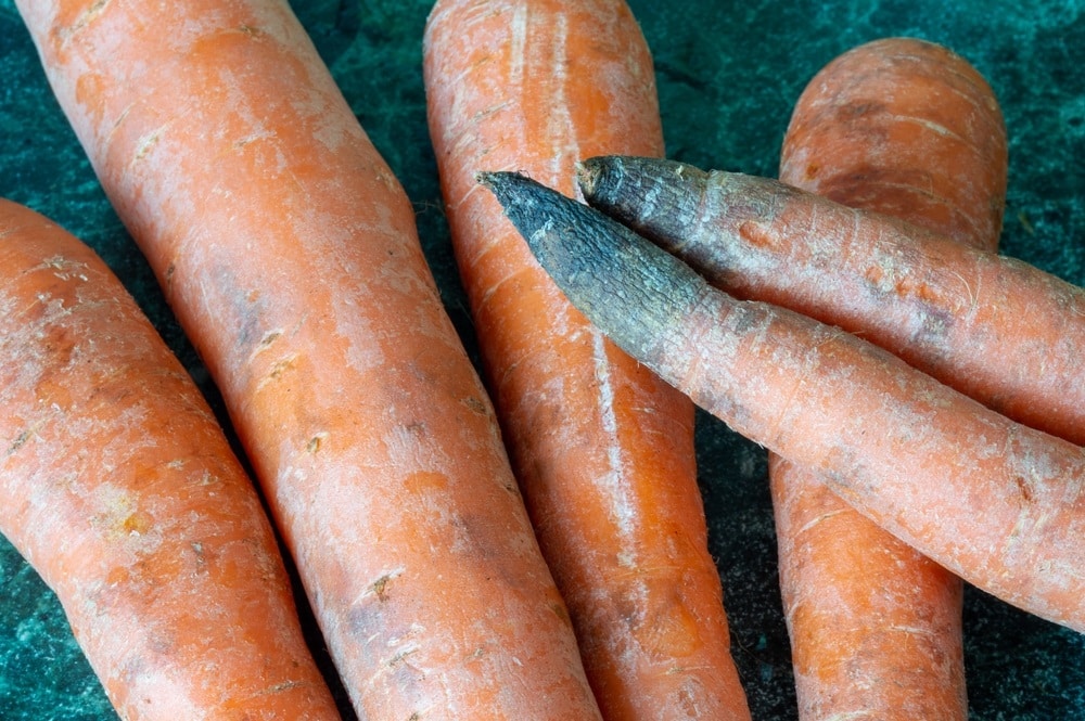 carrots with rotten tips
