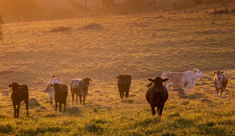 grass fed cattle