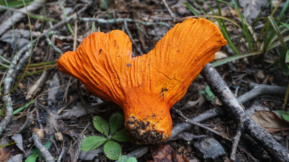 how to clean lobster mushrooms