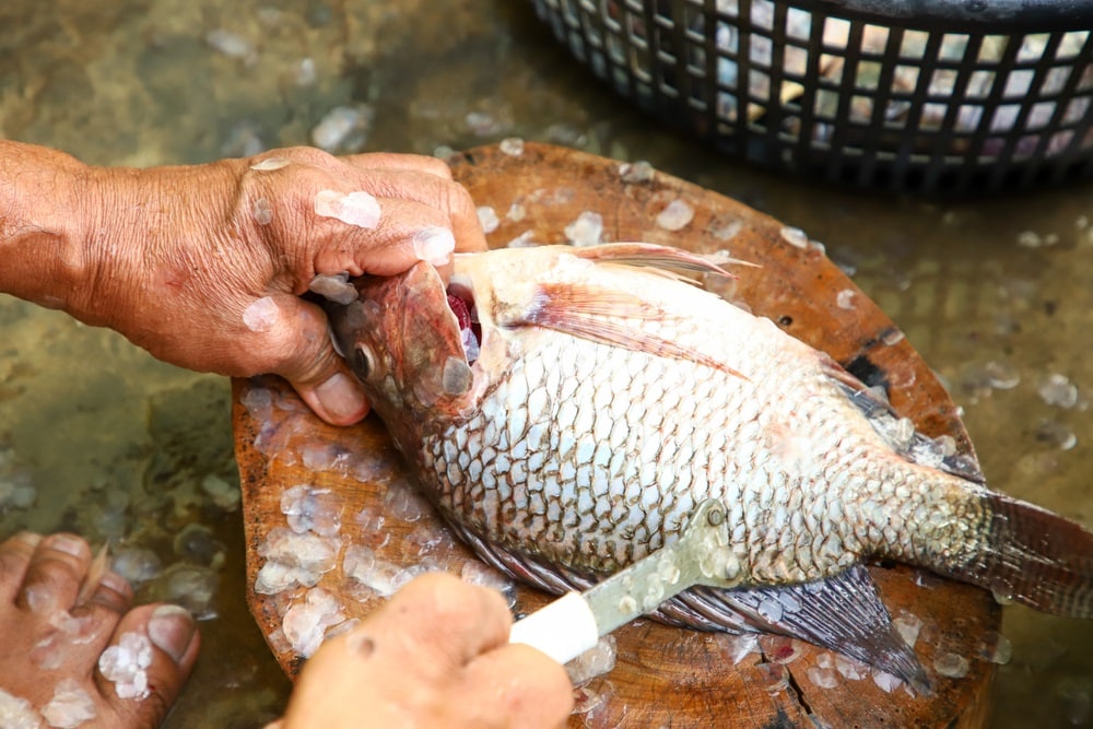 man hands removing tilapia scales scaling fish