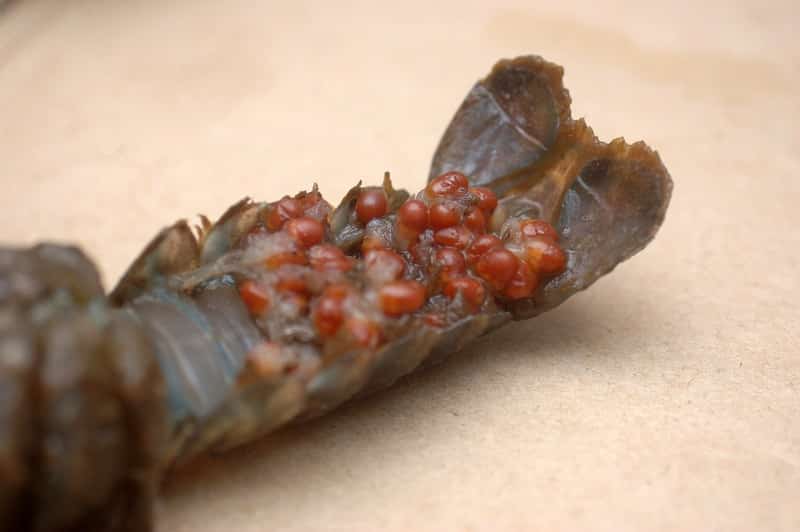 What Are The Red Eggs Inside Crawfish? (Answered)
