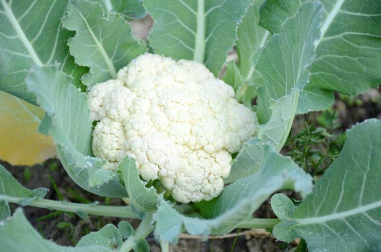 How Long Does Cauliflower Rice Last In The Fridge? Miss Vickie
