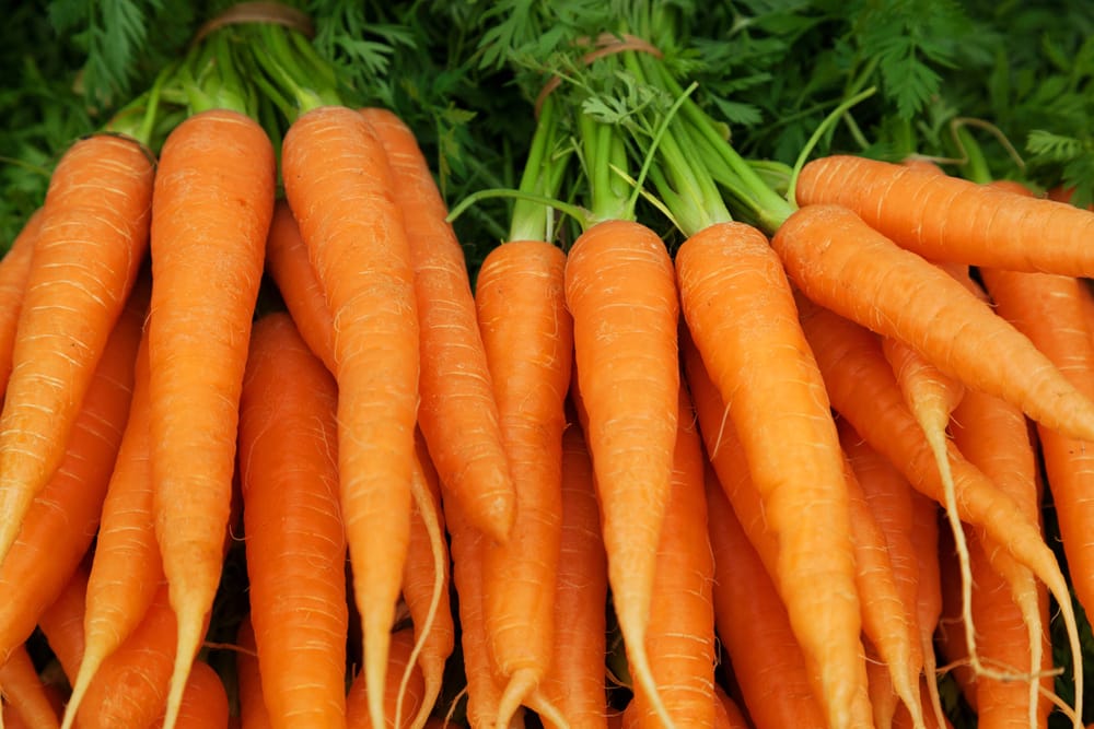 carrots taste bitter