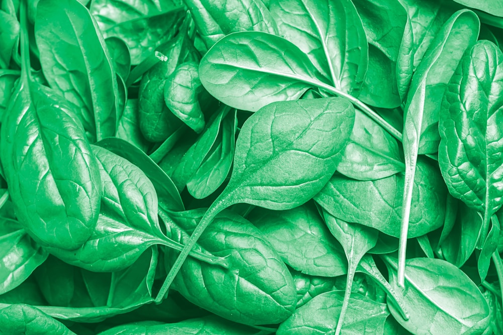 frozen vs fresh spinach equivalents
