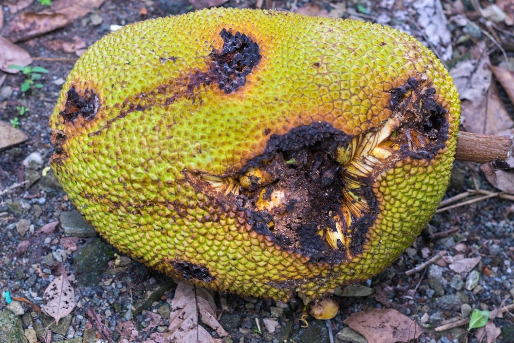 Rotten jackfruit