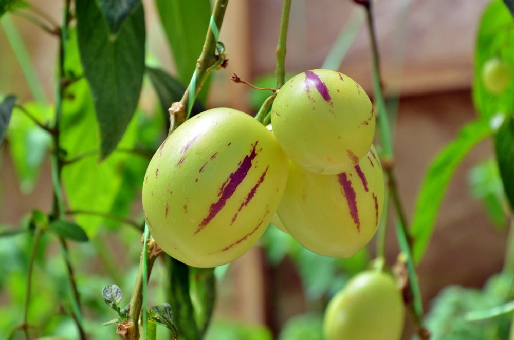 Unripe Pepino Melon