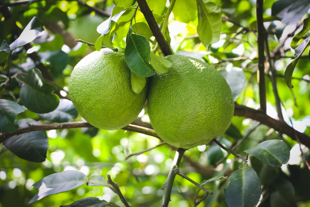 how to tell if a pomelo is ripe