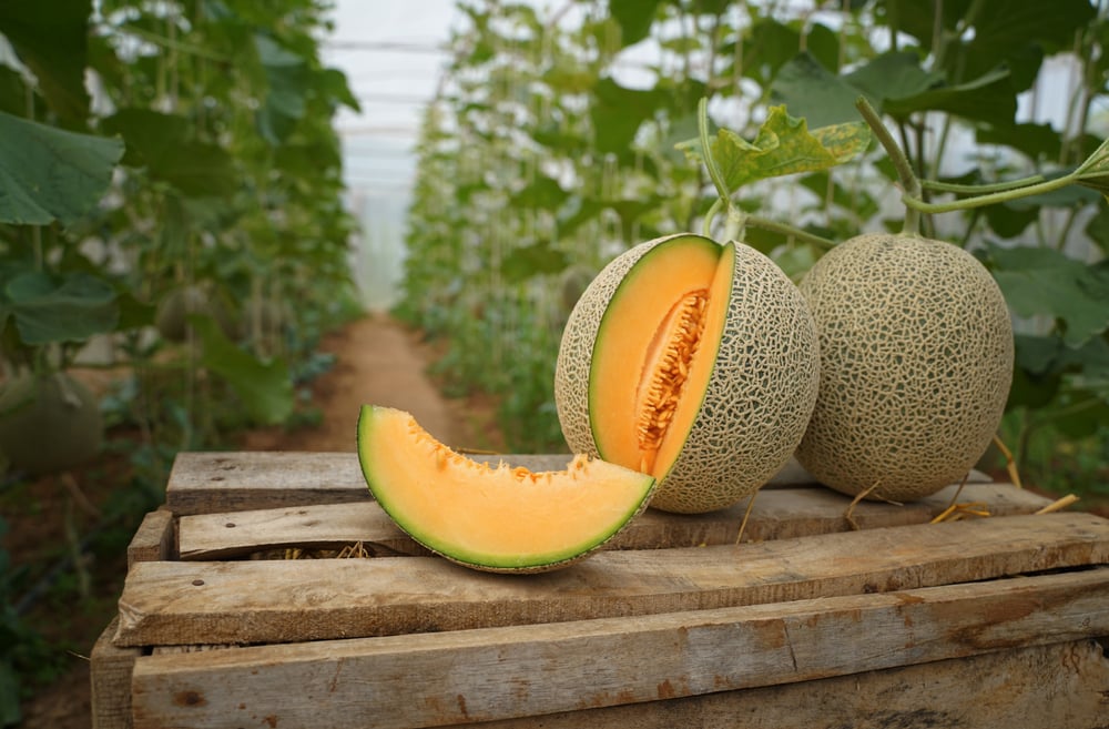how to tell if a sugar kiss melon is ripe