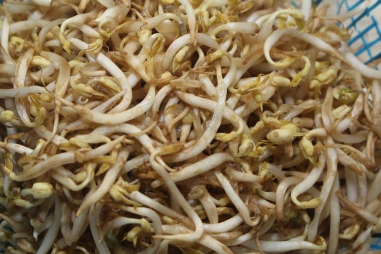 Here's How To Tell If Bean Sprouts Have Gone Bad Miss Vickie