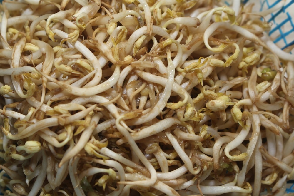 How To Tell If Bean Sprouts Have Gone Bad?