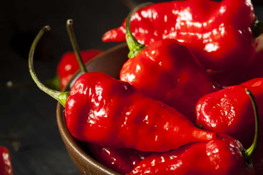 how to tell when a ghost pepper is ripe
