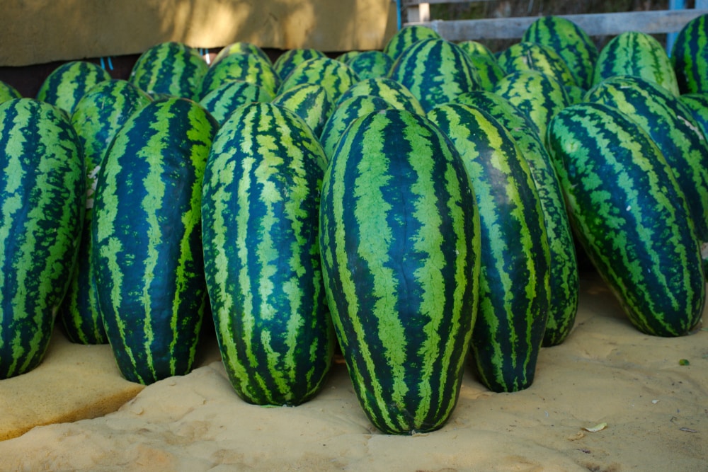 how to tell when a jubilee watermelon is ripe