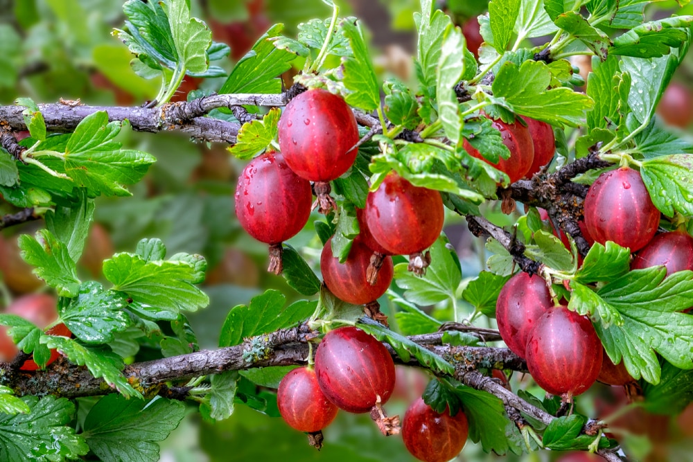 how to tell when gooseberries are ripe
