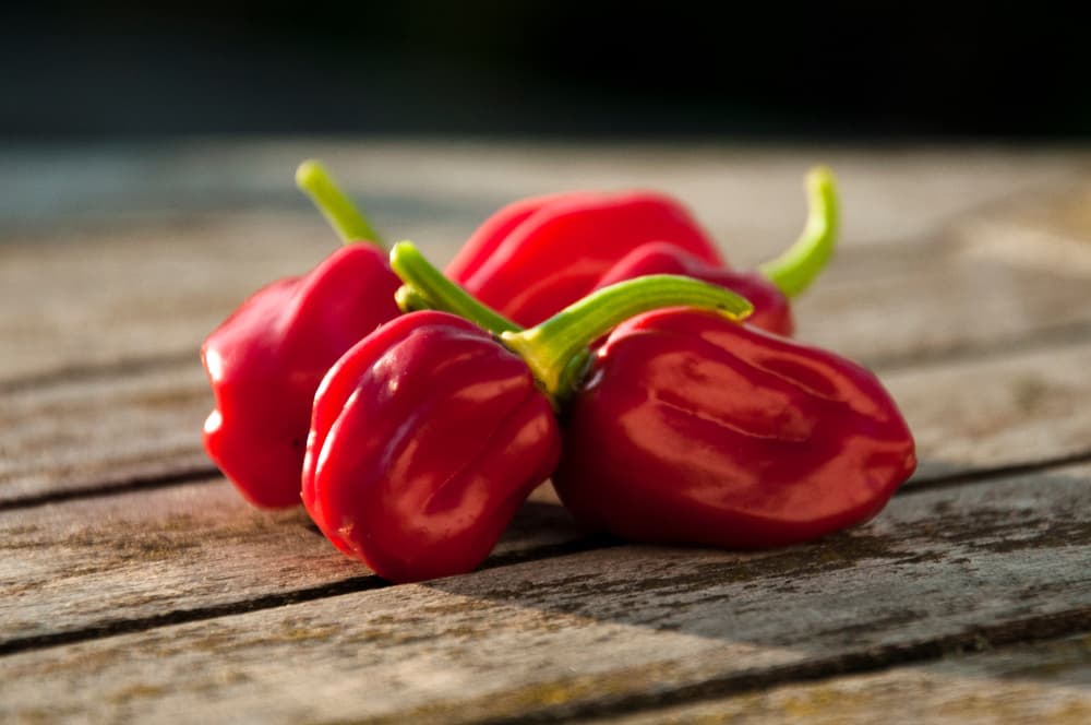 how to tell when habanero peppers are ripe