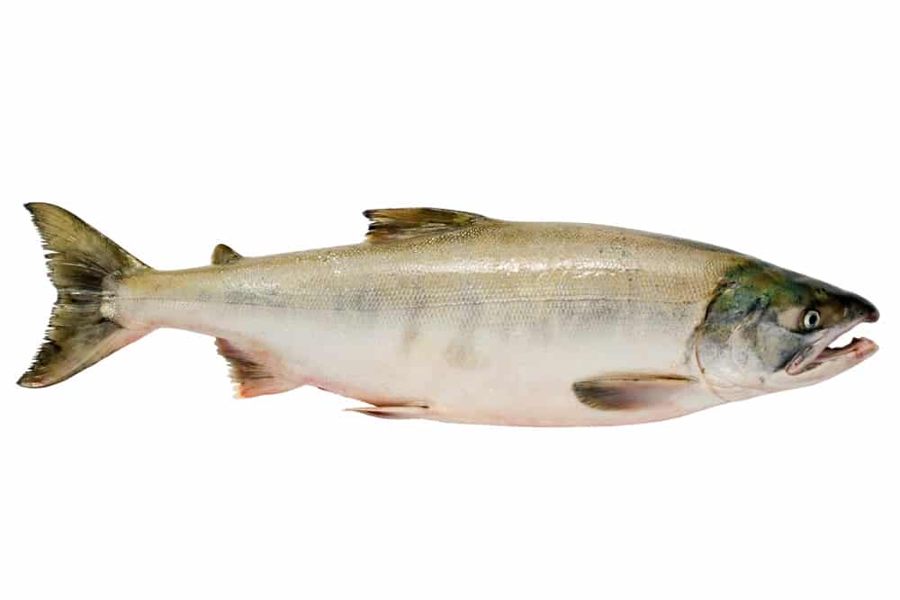 Pacific chum salmon, fresh caught mature male