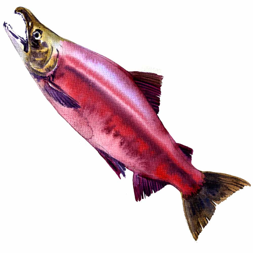 Red Sockeye, Kokanee Salmon