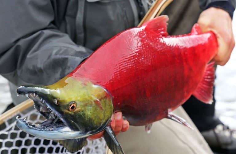 Keta Salmon vs Sockeye Salmon: What's The Difference? - Miss Vickie