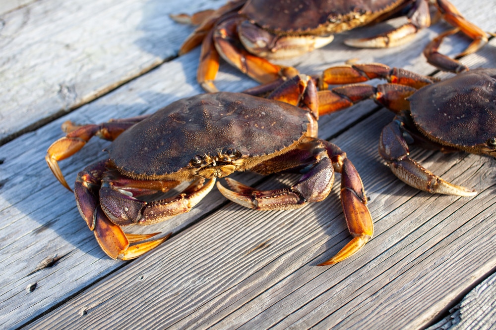 what part of dungeness crab is edible