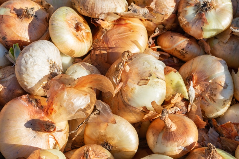 cipollini onion substitute