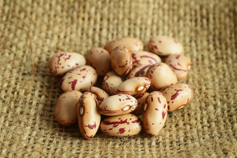 pinto beans close-up