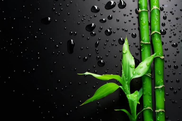 Why Is Bamboo So Expensive? (5 Reasons) Miss Vickie