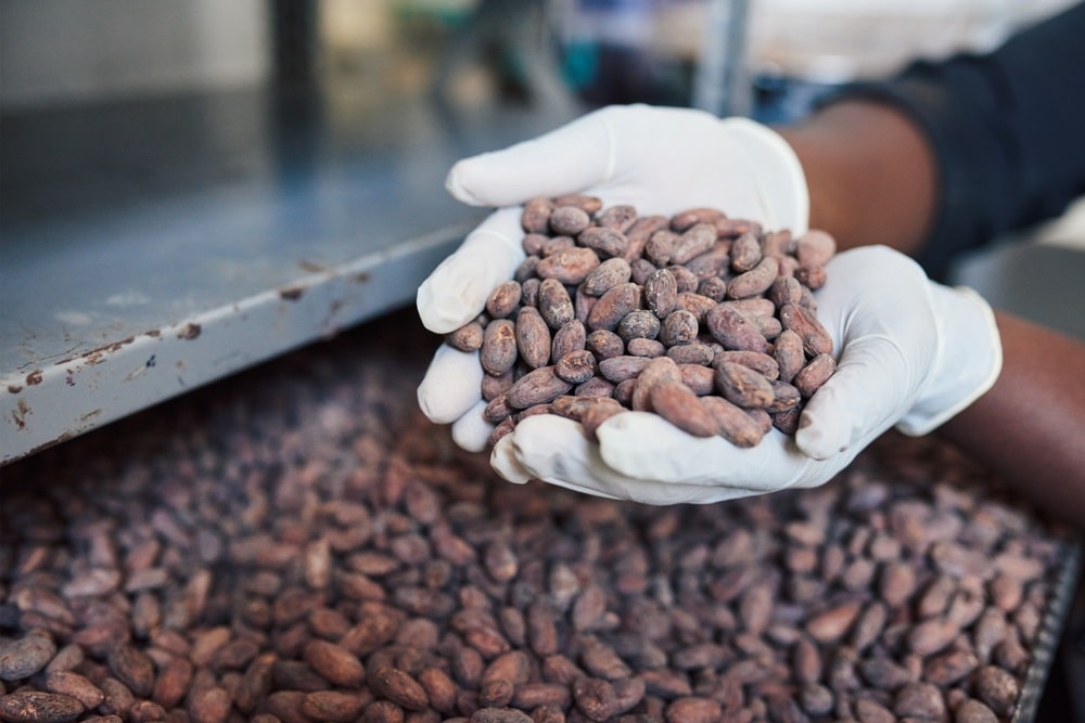 worker wearing rubber gloves holding cocoa beans over a tray