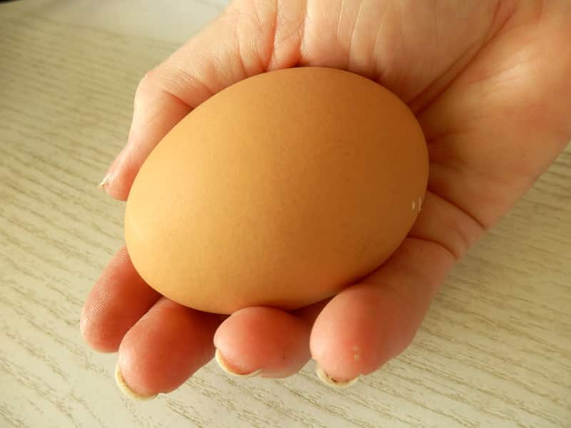 Extra large chicken egg weighing 87gms