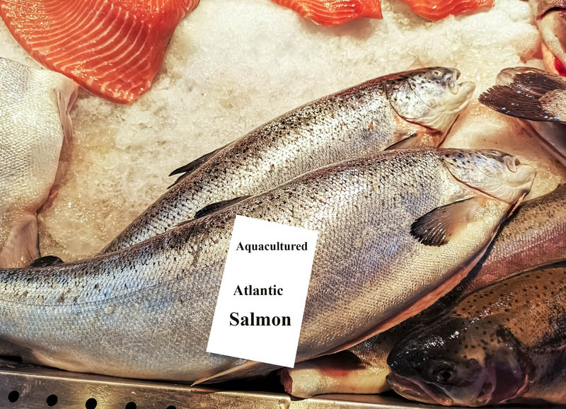Fresh Atlantic Salmon on European fish market