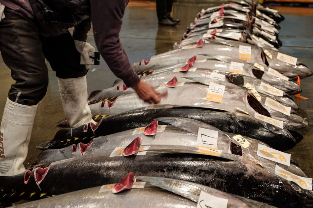 Red tuna auction sale at Fish Market