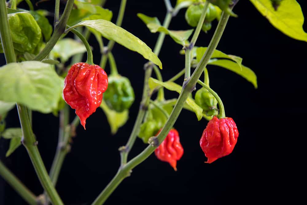 Dried Carolina Reaper vs Fresh