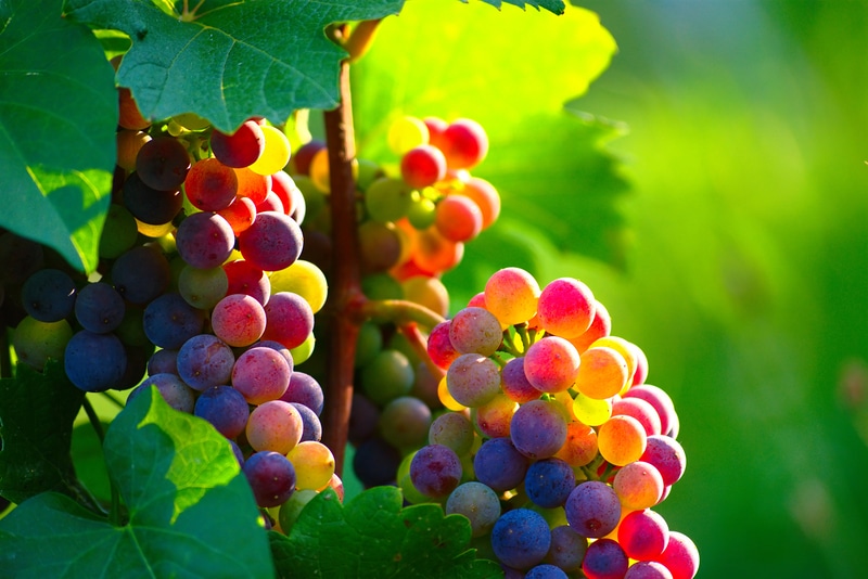 Mold On Grapes