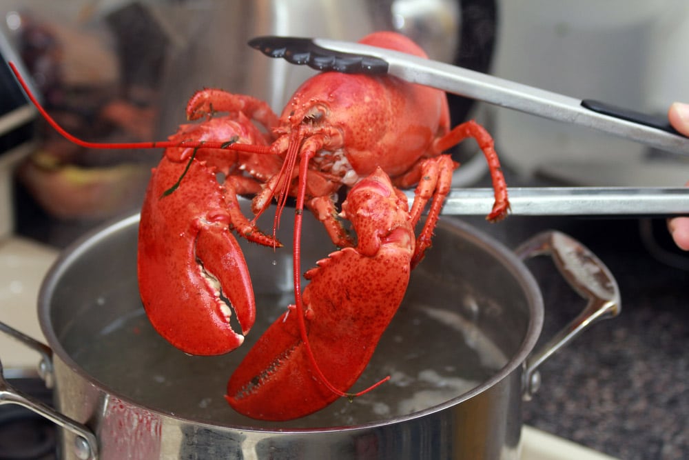 A cooked lobster being lifted from a pot in the kitchen