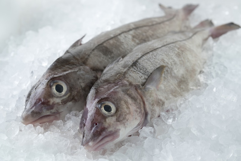 Fresh raw whole haddock fish
