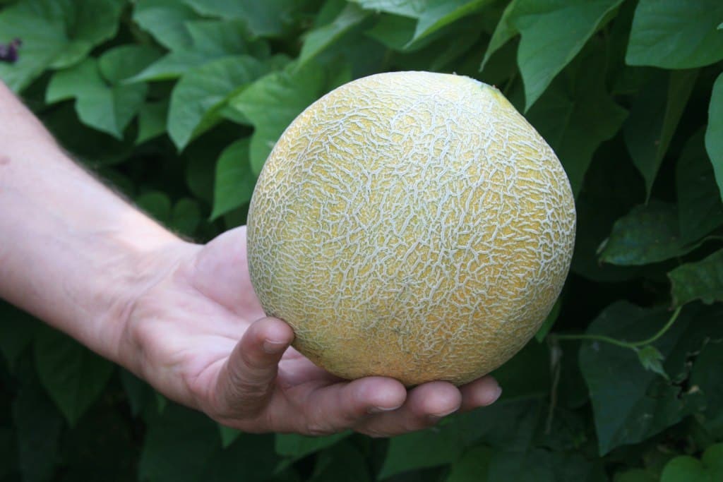 Homegrown cantaloupe