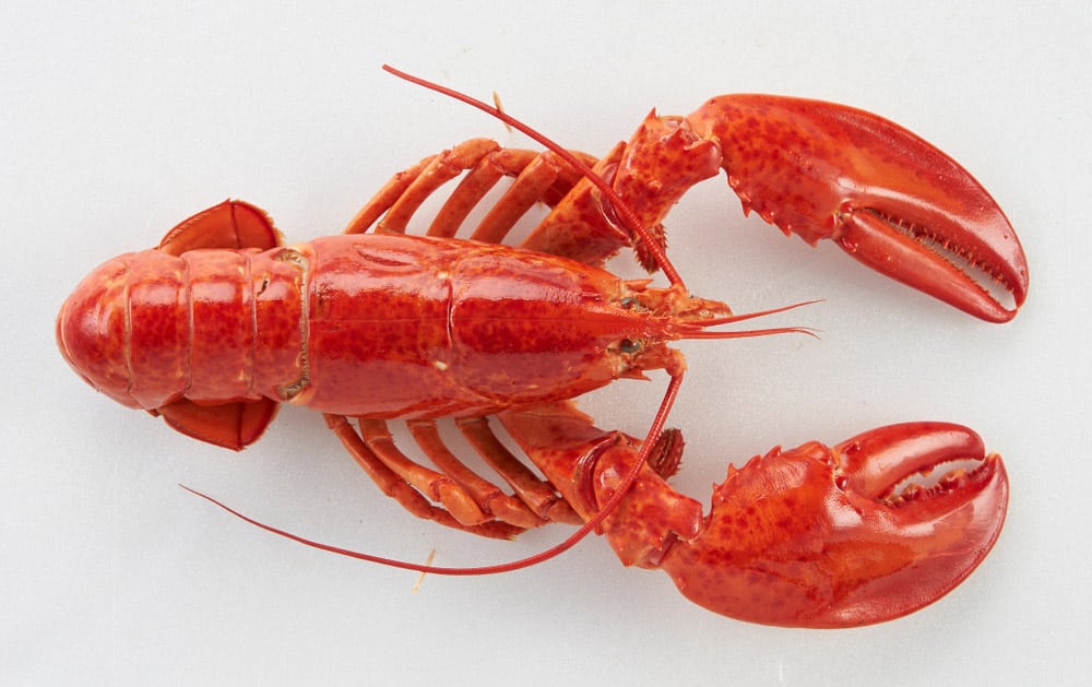 Lobster Shrimp Food