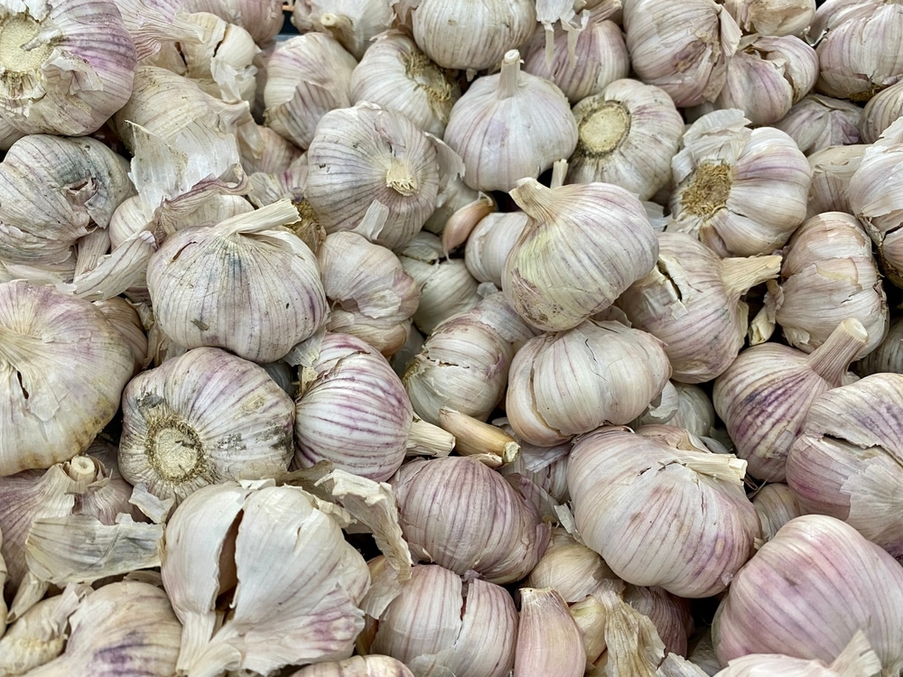 mold garlic