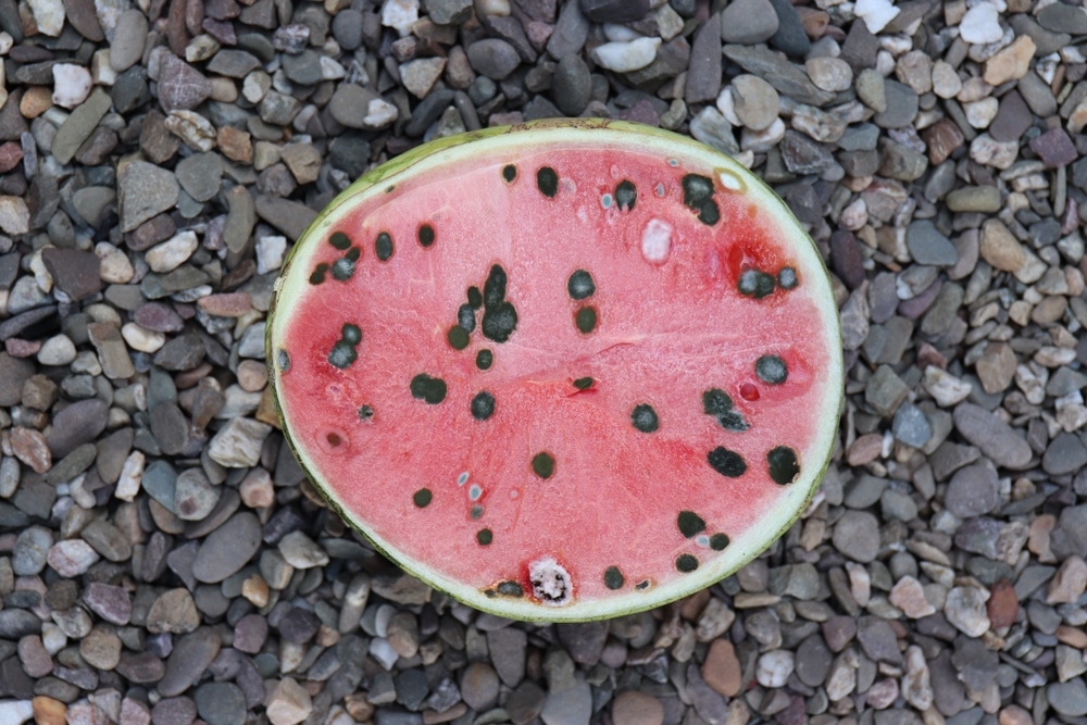 mold watermelon