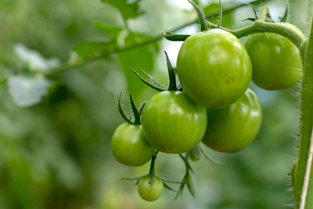 will green tomatoes turn red inside