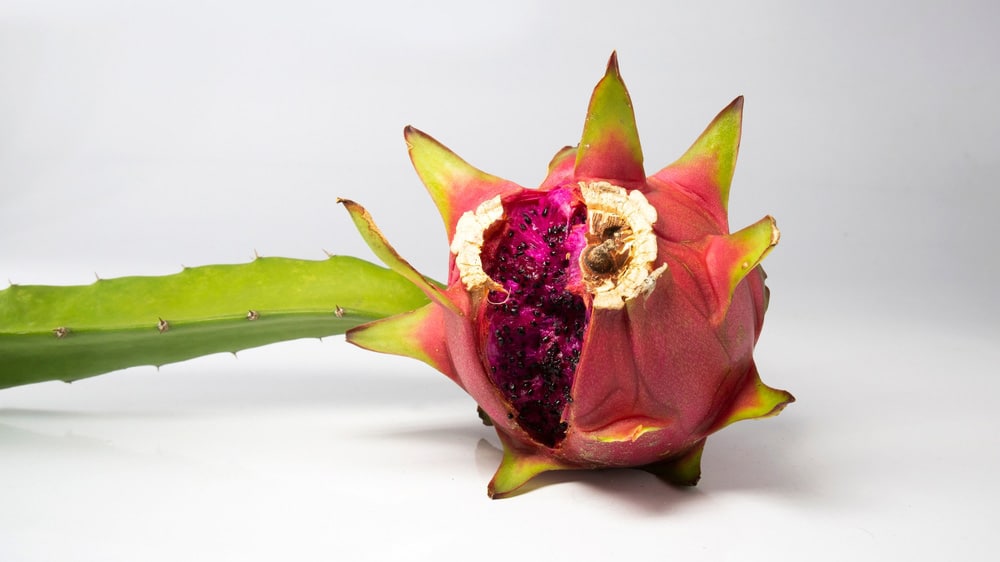 Cracked dragon fruit on white background