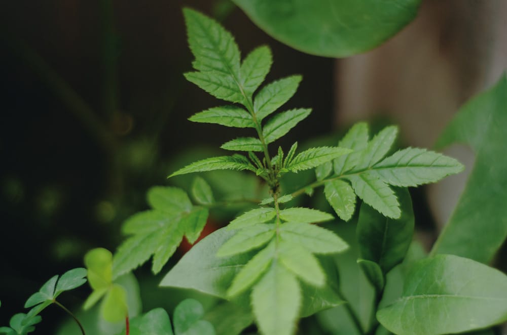 Huacataya plant herb