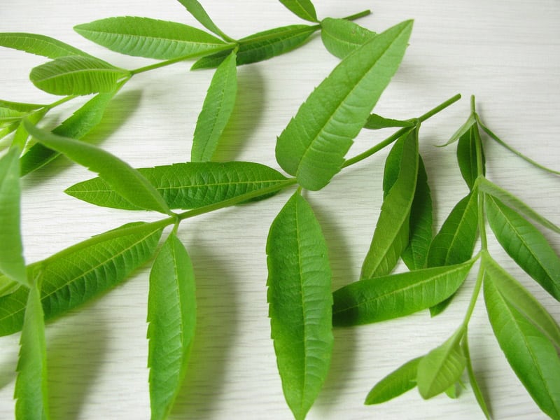 Lemon verbena