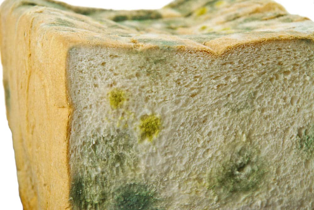 Moldy white bread with any kind of mold close up is expired bread