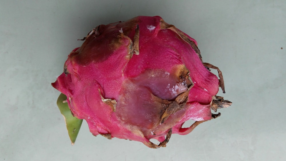 Rotten purple dragon fruit against the background