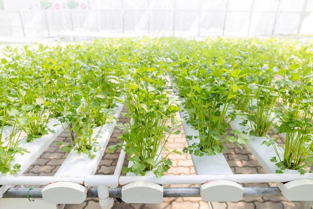 Celery plant grow with hydroponic system
