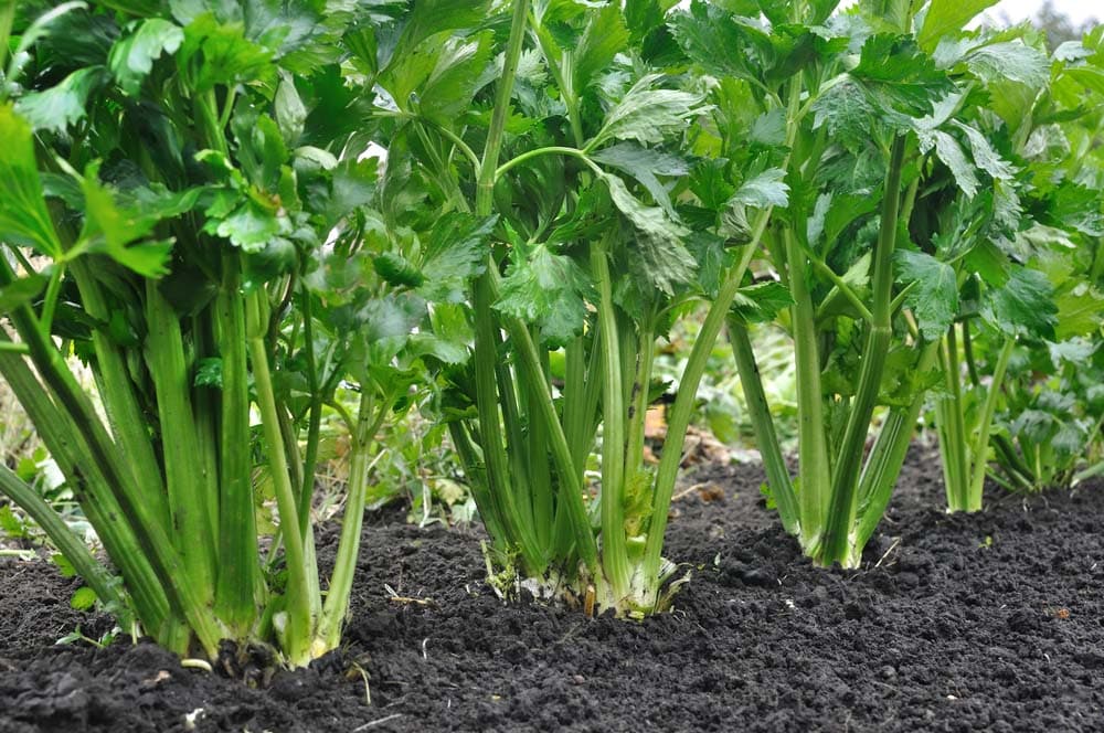 Close-up of celery plantation in the vegetable garden