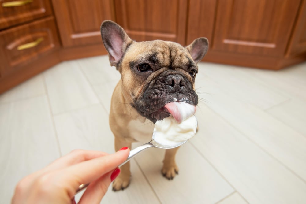 French bulldog puppy eats sour cream