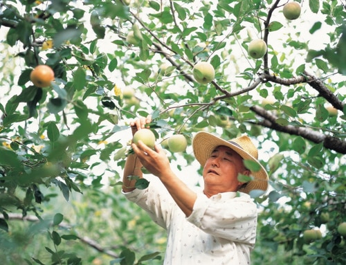 Low angle and summer view of a male farmer caring apple fruits at an orchard