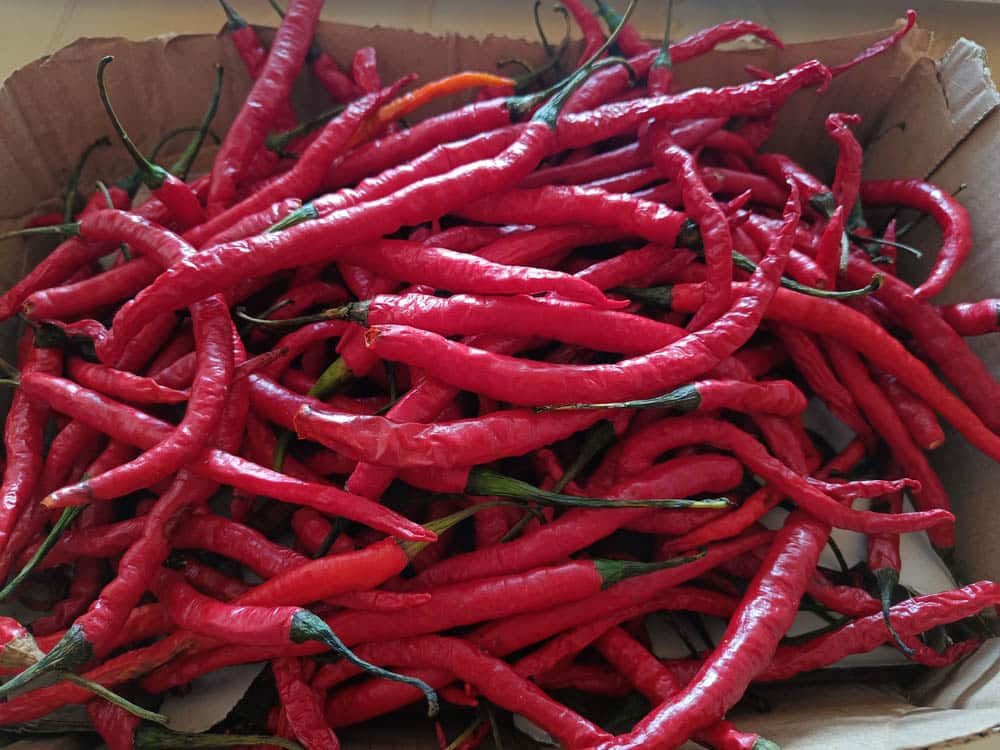 Fresh red chili ready for sale
