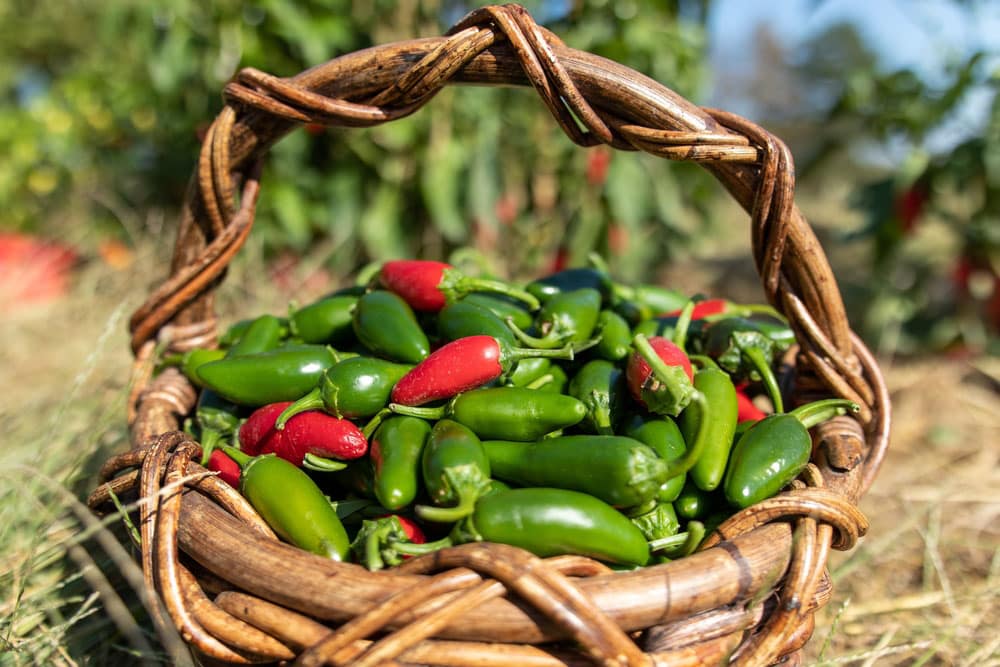 A mix of red and green Jalapeno peppers from Harvest of the vegetable garden on the farm