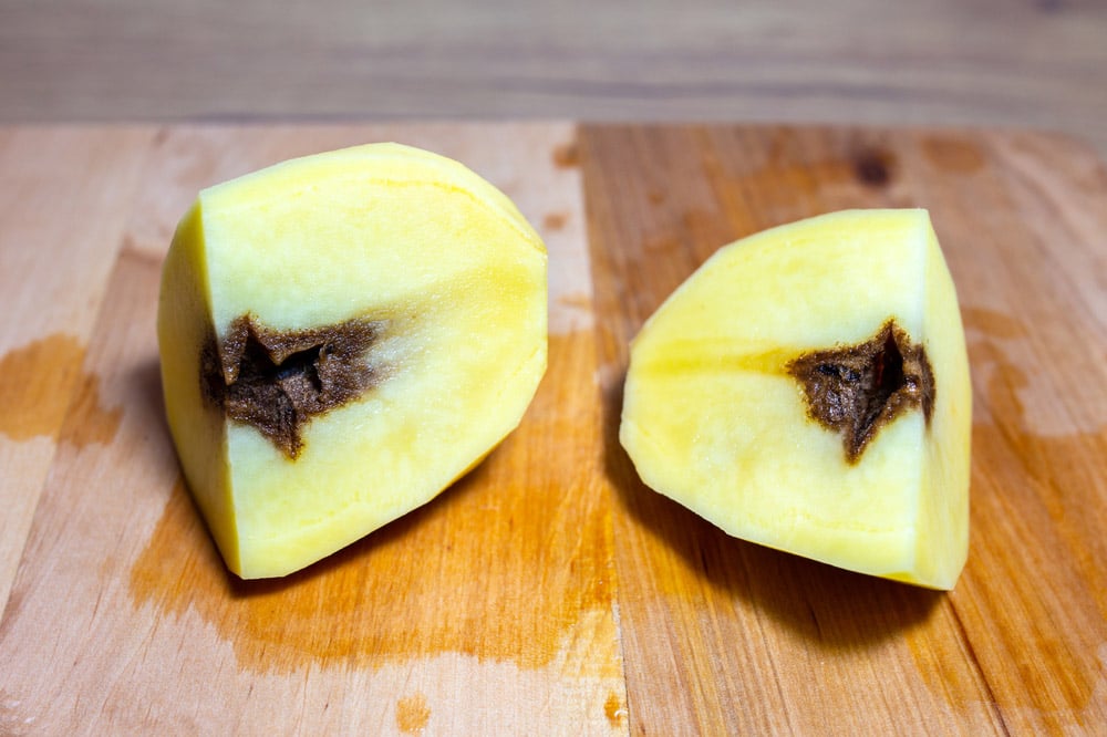 Potato infected with fungal disease